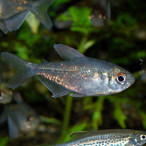 ɥƥȥ顡SMM3ɤ(Ǯӵ)