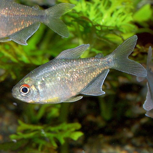 ɥƥȥ顡SMM3ɤ(Ǯӵ)