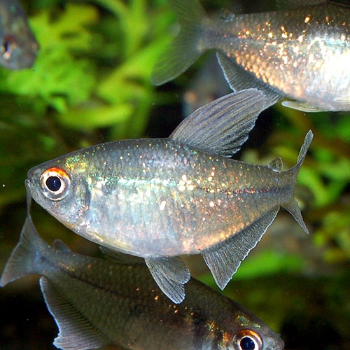 ɥƥȥ顡SMM3ɤ(Ǯӵ)