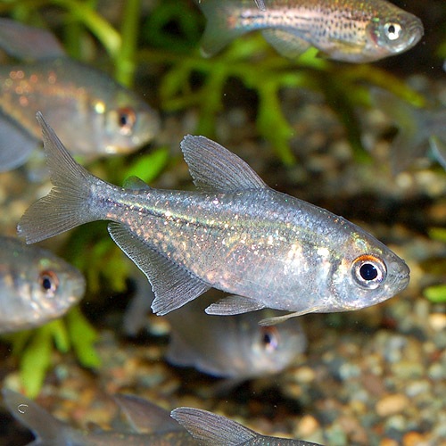 ɥƥȥ顡SMM3ɤ(Ǯӵ)