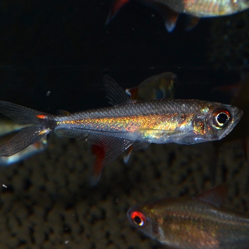 ������ʥƥȥ顡�ȥ�������֥롼��1ɤ��(Ǯ�ӵ�)