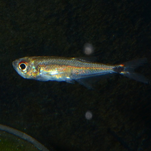 アロワナテトラ トカンチスブルー 1匹 熱帯魚 熱帯魚 エビ 珍カラ 熱帯魚 海水魚 通販ショップ アクアライズ