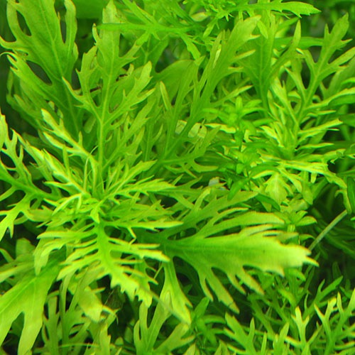 �����������������ƥꥢ�� 1��(����)