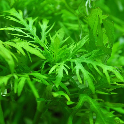 �����������������ƥꥢ�� 1��(����)