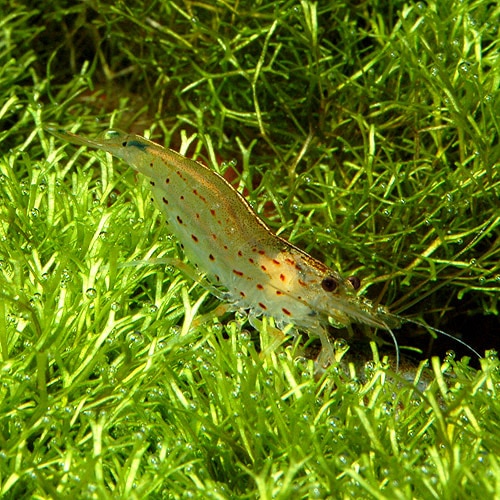 ޥȥ̥ޥ  3ɤ2ɤ1ɤӥ(Ǯӵ)