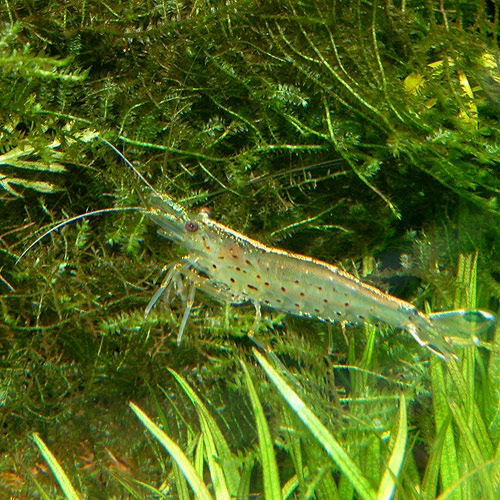 ޥȥ̥ޥ  3ɤ2ɤ1ɤӥ(Ǯӵ)