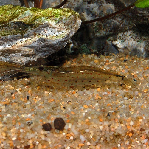 ޥȥ̥ޥ  3ɤ2ɤ1ɤӥ(Ǯӵ)