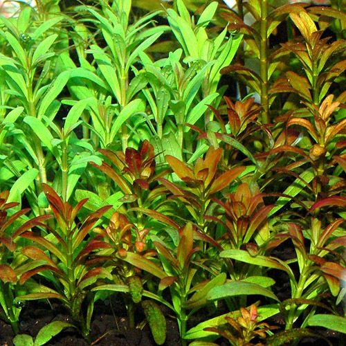 ���륢�ʤ�ͼ�Ƥ���3�ܡʿ����