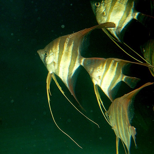 ���륿�२�󥼥롡L��XL��������3ɤ (Ǯ�ӵ�)