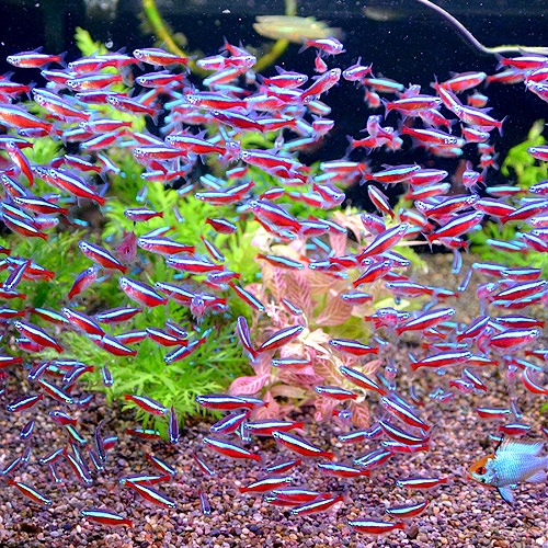 �������ʥ�ƥȥ顡XL�������� 1ɤ��(Ǯ�ӵ�)