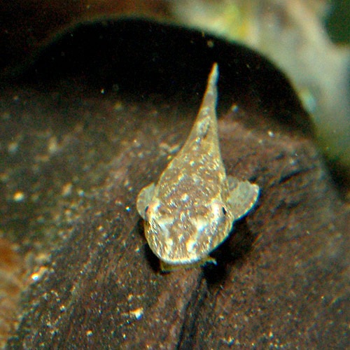 オトシン ネグロ 1匹 熱帯魚 熱帯魚 エビ ラスボラ 他小型魚 熱帯魚 海水魚 通販ショップ アクアライズ