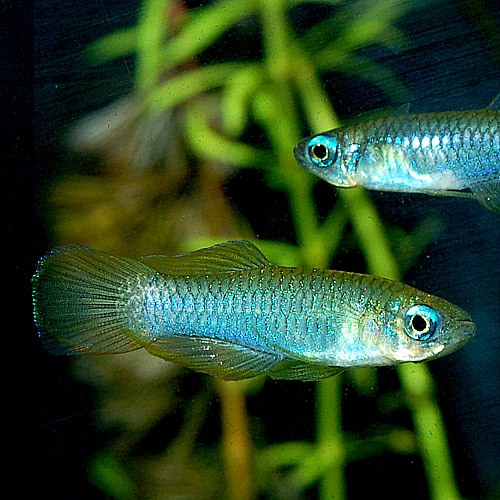 ���եꥫ����ץ���  SM�����������10ɤ��8ɤ��2ɤ�����ӥ���(Ǯ�ӵ�)