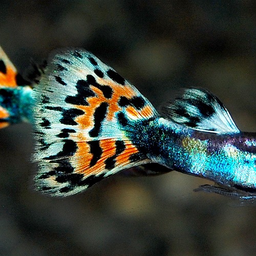 ��������åԡ��䡡������ɥե��å����⥶������1���(Ǯ�ӵ�)