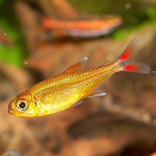 ハセマニア spオレンジ ウォルターテトラ 1匹 熱帯魚 熱帯魚 エビ 珍カラ 熱帯魚 海水魚 通販ショップ アクアライズ ハセマニア spオレンジ ウォルターテトラ 1匹 熱帯魚 熱帯魚 エビ 珍カラ 熱帯魚 海水魚 通販ショップ アクアライズ