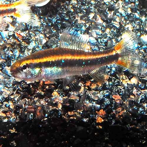 ワイツマニーテトラ 5匹 熱帯魚 熱帯魚 エビ 珍カラ 熱帯魚 海水魚 通販ショップ アクアライズ ワイツマニーテトラ 5匹 熱帯魚 熱帯魚 エビ 珍カラ 熱帯魚 海水魚 通販ショップ アクアライズ