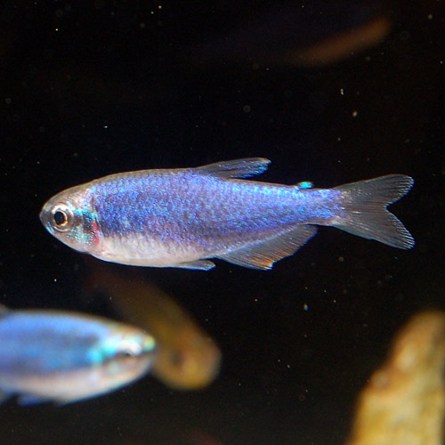 インパクティスケリー スーパーブルー 3匹 熱帯魚 熱帯魚 エビ 珍カラ 熱帯魚 海水魚 通販ショップ アクアライズ