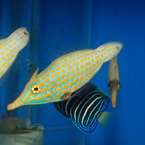 テングカワハギ 海水魚 海水魚 サンゴ フグ イザリ マツカサ 熱帯魚 海水魚 通販ショップ アクアライズ テングカワハギ 海水魚 海水魚 サンゴ フグ イザリ マツカサ 熱帯魚 海水魚 通販ショップ アクアライズ