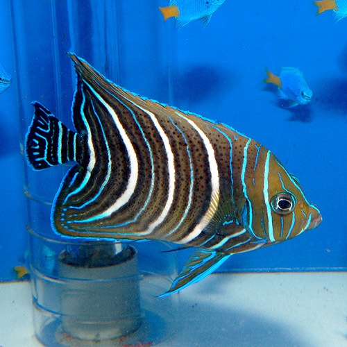 サザナミヤッコ 幼魚l アフリカ産 海水魚 海水魚 サンゴ ヤッコ 大型 熱帯魚 海水魚 通販ショップ アクアライズ