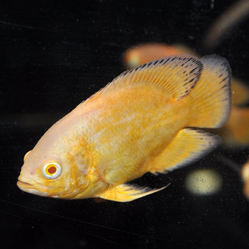 アルビノレモンオスカー 熱帯魚 大型魚 プレコ 生餌 古代魚 熱帯魚 海水魚 通販ショップ アクアライズ アルビノレモンオスカー 熱帯魚 大型魚 プレコ 生餌 古代魚 熱帯魚 海水魚 通販ショップ アクアライズ