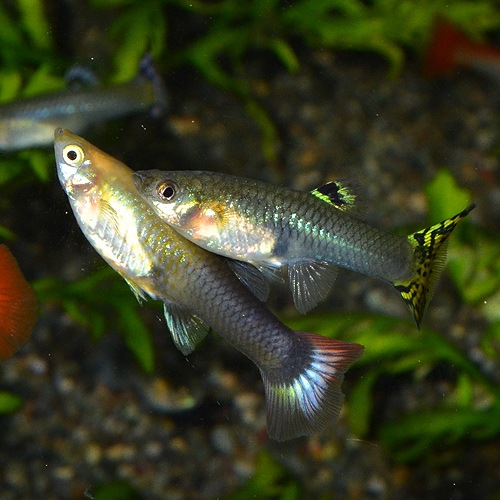 外国産グッピーMIX Lサイズ♀ 5匹 (熱帯魚) 熱帯魚・エビ,ラスボラ・他小型魚 熱帯魚・海水魚 通販ショップ・アクアライズ