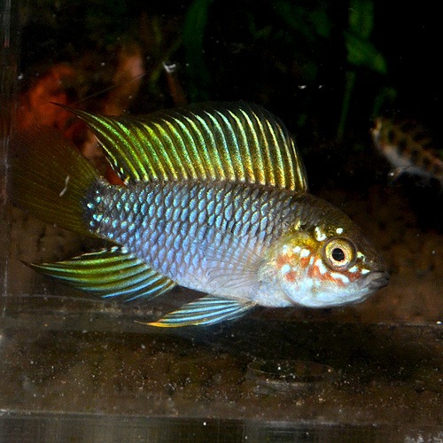 Apܥꥣ ȥѡɡ1P1629dʲ֥꡼ɡˡ(Ǯӵ)