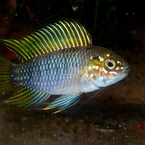 Apܥꥣ ȥѡɡ1P1629dʲ֥꡼ɡˡ(Ǯӵ)