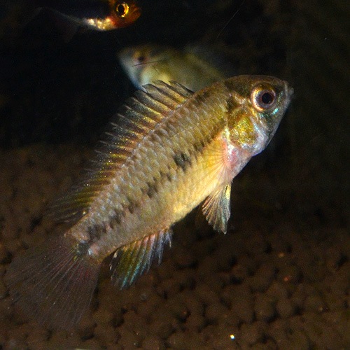 Apܥꥣ ȥѡɡ1P1629dʲ֥꡼ɡˡ(Ǯӵ)