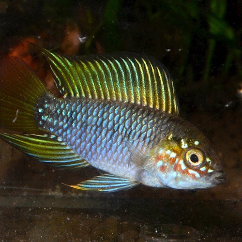 Apܥꥣ ȥѡɡ1P1629dʲ֥꡼ɡˡ(Ǯӵ)