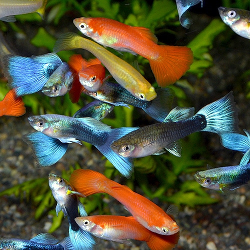 外国産グッピーMIX Lサイズ♂ 5匹 (熱帯魚) 熱帯魚・エビ,ラスボラ・他小型魚 熱帯魚・海水魚 通販ショップ・アクアライズ