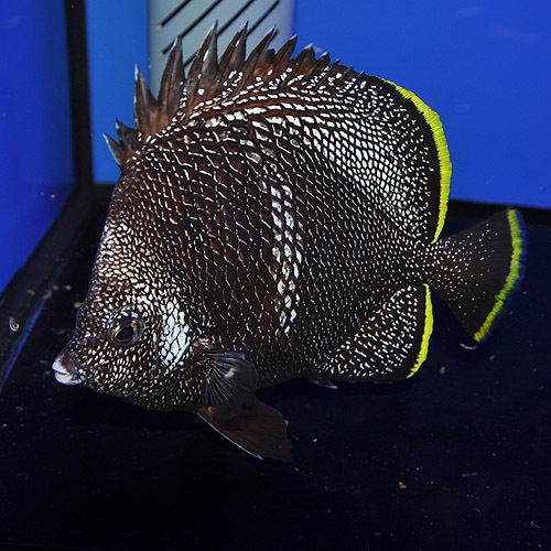 ユウゼン 0111 海水魚 海水魚 サンゴ チョウチョウウオ 熱帯魚 海水魚 通販ショップ アクアライズ