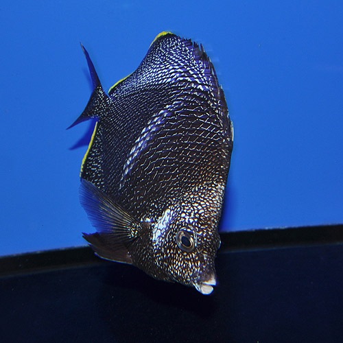 ユウゼン 0111 海水魚 海水魚 サンゴ チョウチョウウオ 熱帯魚 海水魚 通販ショップ アクアライズ