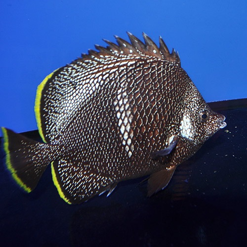 ユウゼン 0111 海水魚 海水魚 サンゴ チョウチョウウオ 熱帯魚 海水魚 通販ショップ アクアライズ