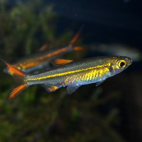 �����꡼�ӡ���ƥȥ顡S���������ʥ磻��ɡˡ�1ɤ��(Ǯ�ӵ�)