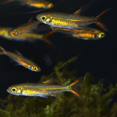 �����꡼�ӡ���ƥȥ顡S���������ʥ磻��ɡˡ�1ɤ��(Ǯ�ӵ�)