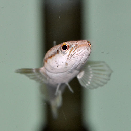 ブルームーンレインボースネークヘッド プルクラ 熱帯魚 大型魚 プレコ 生餌 大型魚 熱帯魚 海水魚 通販ショップ アクアライズ ブルームーンレインボースネークヘッド プルクラ 熱帯魚 大型魚 プレコ 生餌 大型魚 熱帯魚 海水魚 通販ショップ アクアライズ