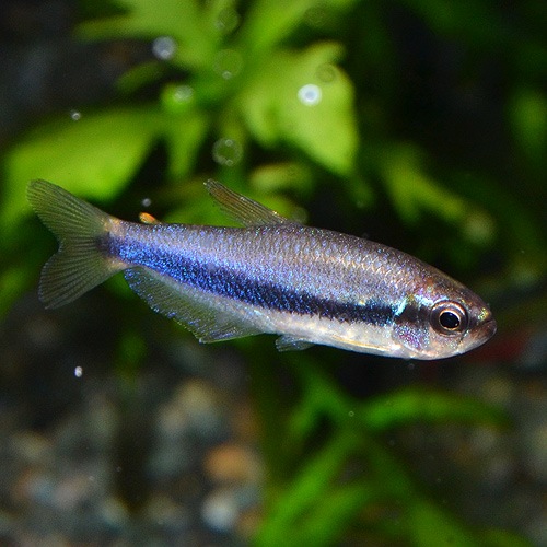 インパイクティス ケリー 1匹 ワイルド個体 熱帯魚 熱帯魚 エビ カラシン テトラ 熱帯魚 海水魚 通販ショップ アクアライズ