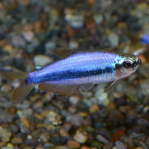 インパイクティス ケリー 1匹 ワイルド個体 熱帯魚 熱帯魚 エビ カラシン テトラ 熱帯魚 海水魚 通販ショップ アクアライズ