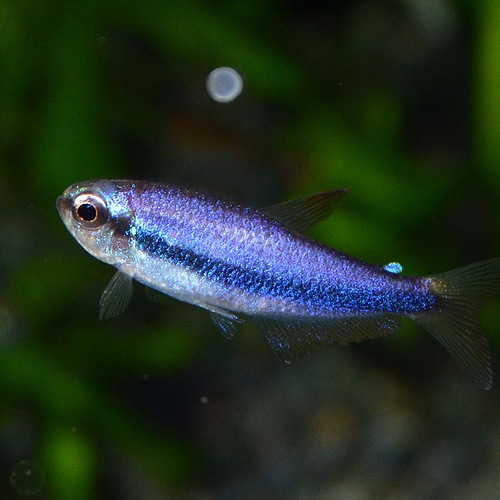 インパイクティス ケリー 1匹 ワイルド個体 熱帯魚 熱帯魚 エビ カラシン テトラ 熱帯魚 海水魚 通販ショップ アクアライズ