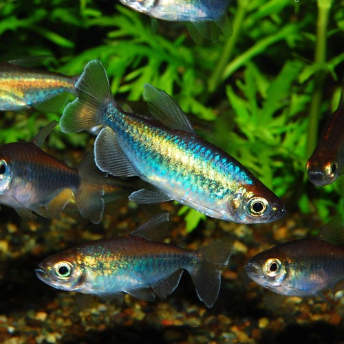 コンゴテトラ MLサイズ ♂ 1匹 (熱帯魚) | 熱帯魚・エビ,カラシン