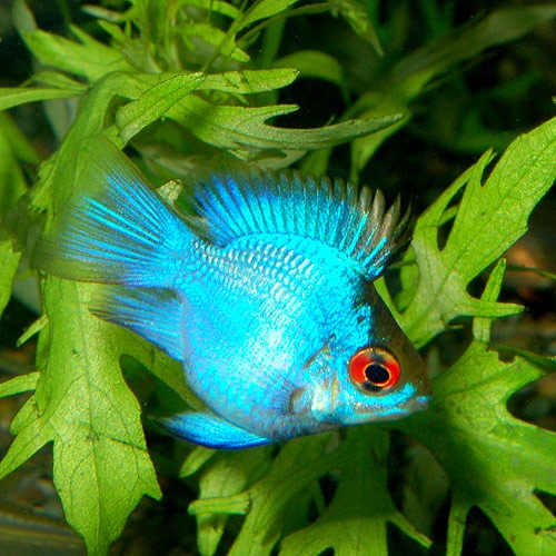コバルトブルーバルーンラミレジィ 2匹 熱帯魚 熱帯魚 エビ アピスト ドワーフ 熱帯魚 海水魚 通販ショップ アクアライズ