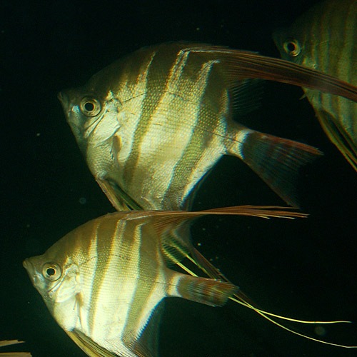 ���륿�२�󥼥롡L��XL��������3ɤ (Ǯ�ӵ�)