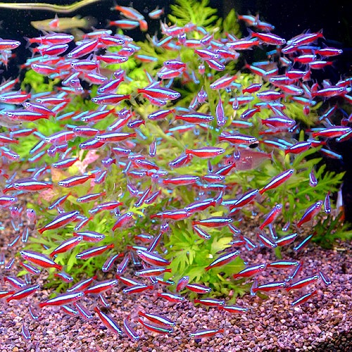 �������ʥ�ƥȥ顡XL�������� 1ɤ��(Ǯ�ӵ�)