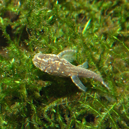 オトシン ネグロ 1匹 熱帯魚 熱帯魚 エビ ラスボラ 他小型魚 熱帯魚 海水魚 通販ショップ アクアライズ