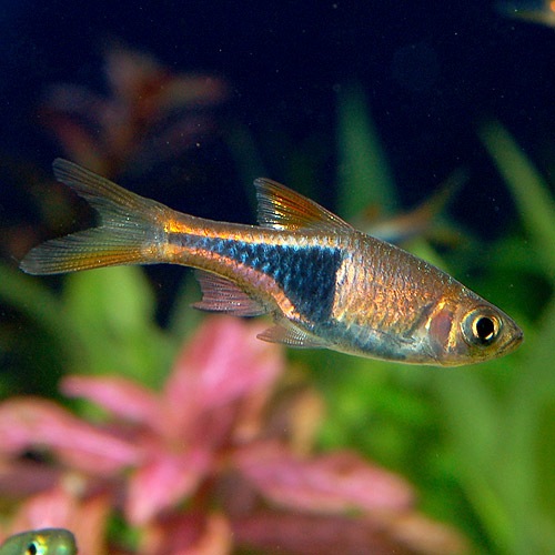 ラスボラ ヘテロモルファ 合計匹 17匹 3匹サービス 熱帯魚 熱帯魚 エビ ラスボラ 他小型魚 熱帯魚 海水魚 通販ショップ アクアライズ ラスボラ ヘテロモルファ 合計匹 17匹 3匹サービス 熱帯魚 熱帯魚 エビ ラスボラ 他小型魚 熱帯魚 海水魚 通販ショップ アクアライズ