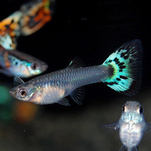 ��������åԡ��䡡������ɥե��å����⥶������1���(Ǯ�ӵ�)