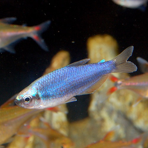 インパクティスケリー スーパーブルー 3匹 熱帯魚 熱帯魚 エビ 珍カラ 熱帯魚 海水魚 通販ショップ アクアライズ