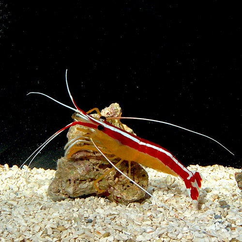 スカンクシュリンプ Ml Lサイズ 1匹 海水魚 海水魚 サンゴ エビ カニ ヤドカリ 他 熱帯魚 海水魚 通販ショップ アクアライズ スカンクシュリンプ Ml Lサイズ 1匹 海水魚 海水魚 サンゴ エビ カニ ヤドカリ 他 熱帯魚 海水魚 通販ショップ アクアライズ