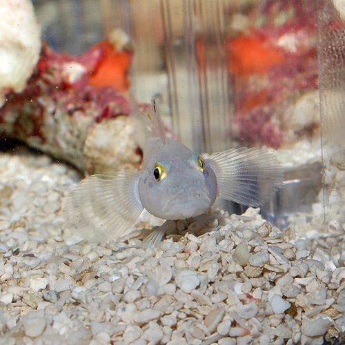 ミズタマハゼ 海水魚 海水魚 サンゴ ハゼ 熱帯魚 海水魚 通販ショップ アクアライズ