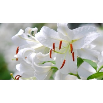 業務用入浴剤 カサブランカ 10kg ｜ アサヒ商会