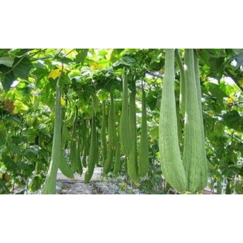 （取扱終了）業務用入浴剤 ヘチマ 10kg ｜ アサヒ商会